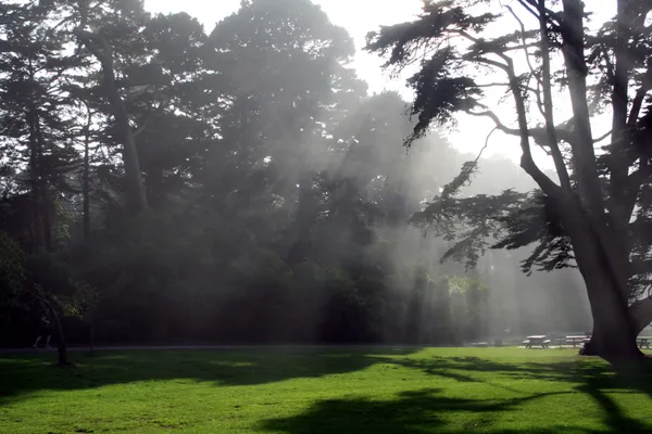 A Golden Break in the Clouds: Foggy Morning Gives Way to Sunshine Before Weekend Storms